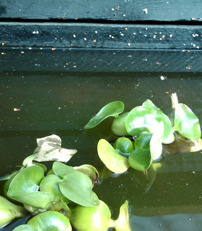 eichhornia crassipes - coolroom.dk